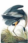 Heron 23 by John James Audubon
